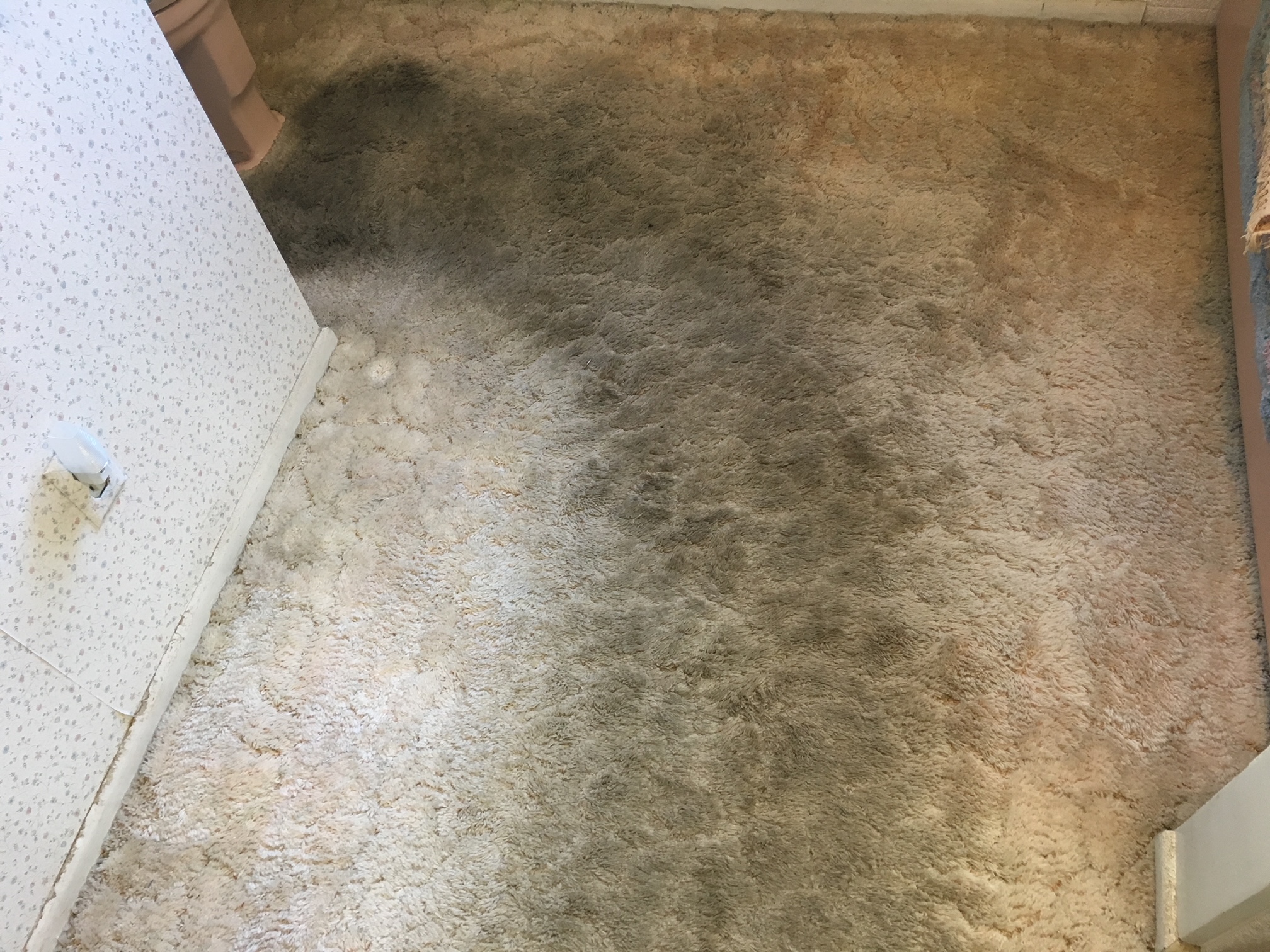 Hadley's Carpet Cleaning Fort Wayne IN